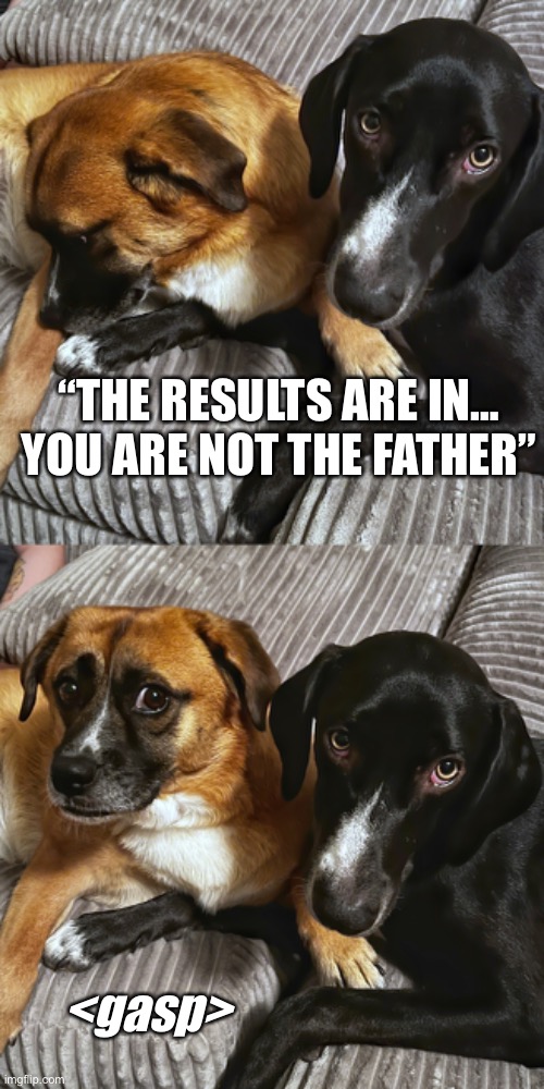 You are NOT the father | “THE RESULTS ARE IN… YOU ARE NOT THE FATHER”; <gasp> | image tagged in funny dogs,maury,bad joke,reality tv,doge | made w/ Imgflip meme maker