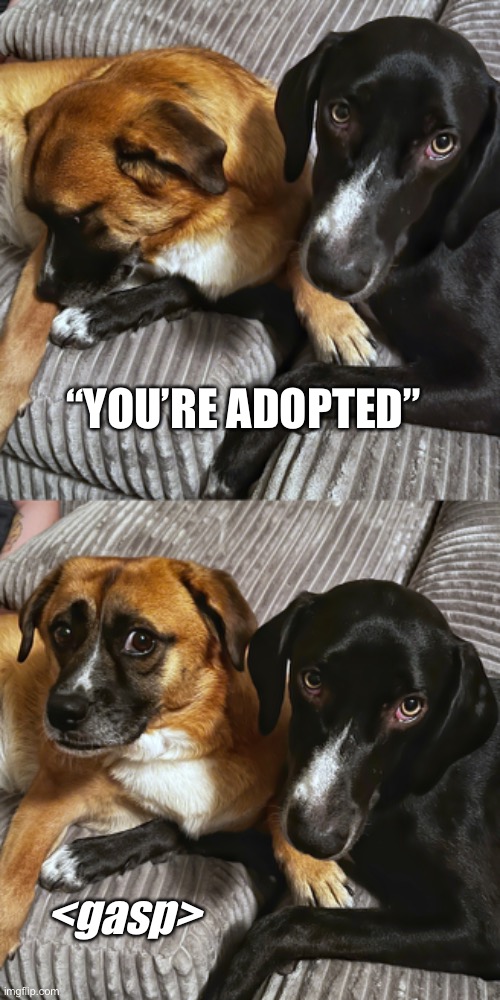 There’s something I need to tell you… | “YOU’RE ADOPTED”; <gasp> | image tagged in pets,adopted,dogs,funny meme,jokes | made w/ Imgflip meme maker