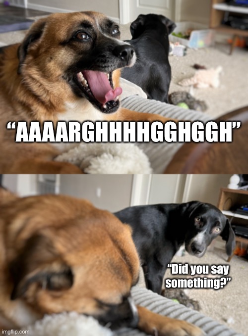 Did you say something? | “AAAARGHHHHGGHGGH”; “Did you say
something?” | image tagged in funny dogs,dog memes,too funny,silly,pets | made w/ Imgflip meme maker