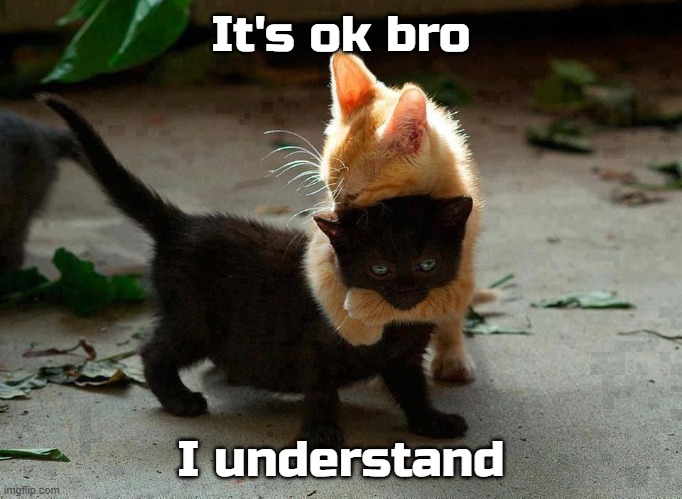 kitten hug | It's ok bro I understand | image tagged in kitten hug | made w/ Imgflip meme maker