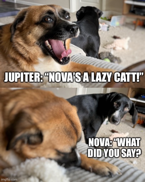 What did you say?!? | JUPITER: “NOVA’S A LAZY CATT!”; NOVA: “WHAT
DID YOU SAY? | image tagged in funny dogs,what did you say,doggos,funny meme,dogs pets funny | made w/ Imgflip meme maker
