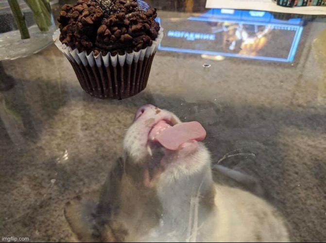 Dog Licking Muffin | image tagged in dog licking muffin | made w/ Imgflip meme maker