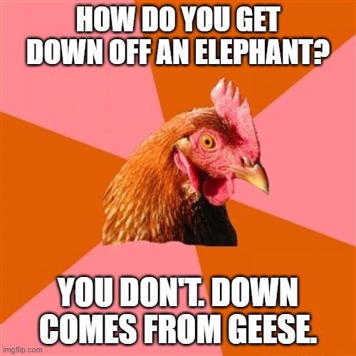 Anti Joke Chicken Meme | HOW DO YOU GET DOWN OFF AN ELEPHANT? YOU DON'T. DOWN COMES FROM GEESE. | image tagged in memes,anti joke chicken,elephants,geese,bad jokes | made w/ Imgflip meme maker