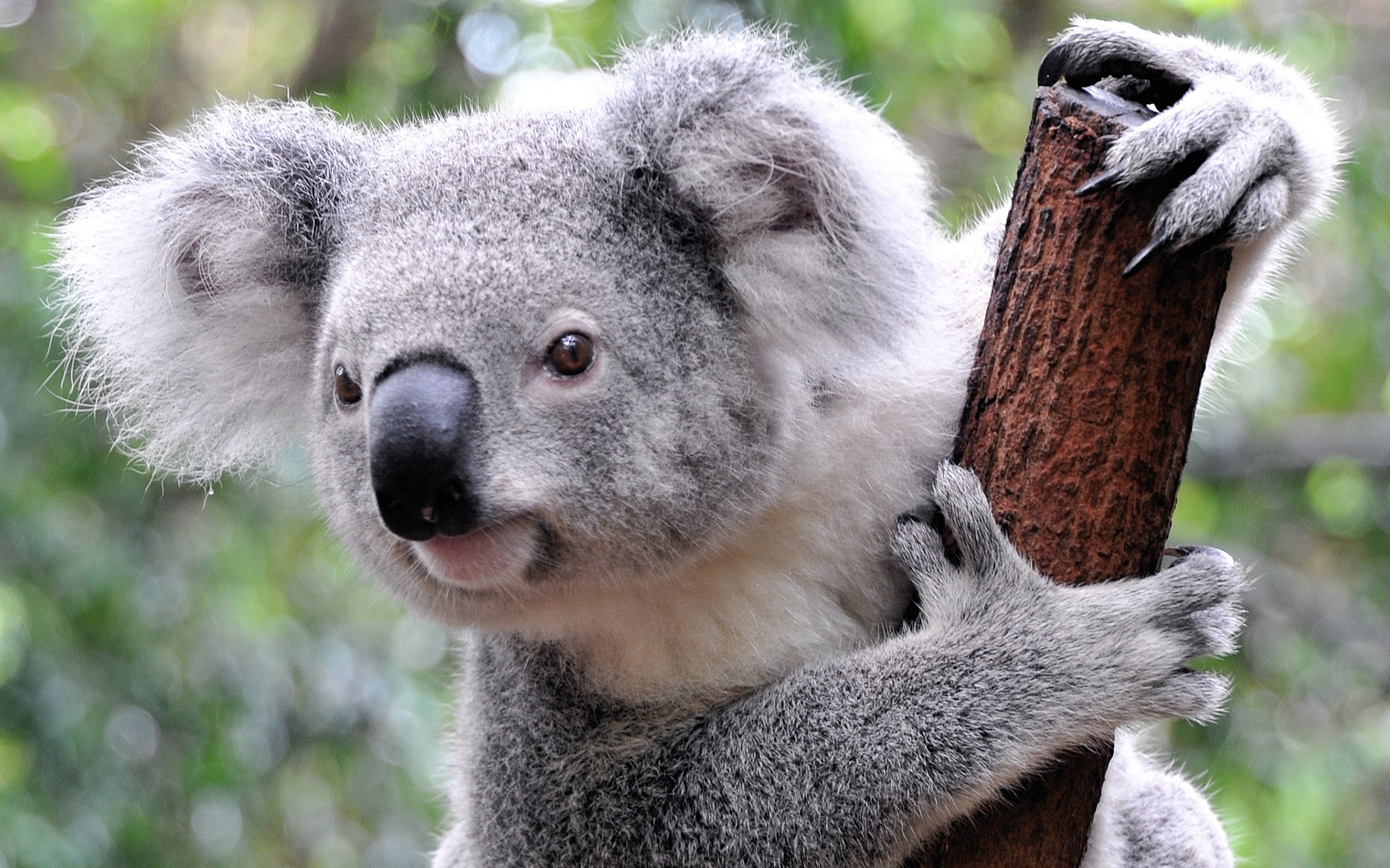 sexual predator koala Blank Meme Template