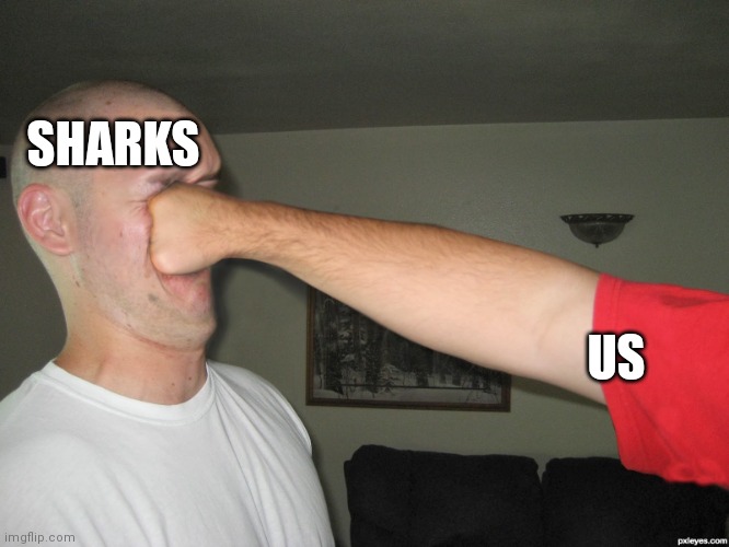 Not yet | SHARKS; US | image tagged in face punch,shark,scp meme,scp,punched | made w/ Imgflip meme maker