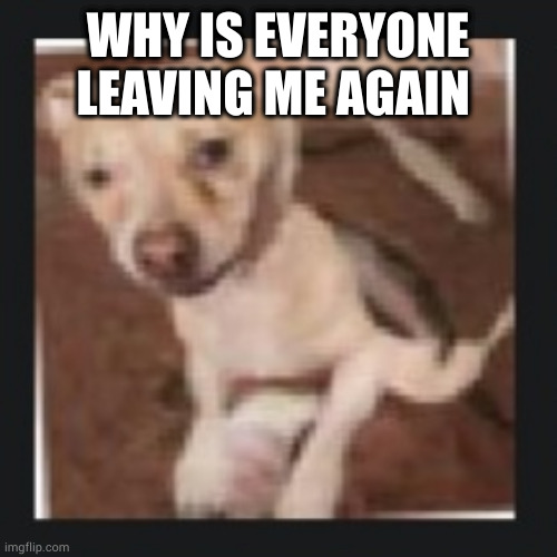 if your trolling then please stop | WHY IS EVERYONE LEAVING ME AGAIN | image tagged in wank dog | made w/ Imgflip meme maker