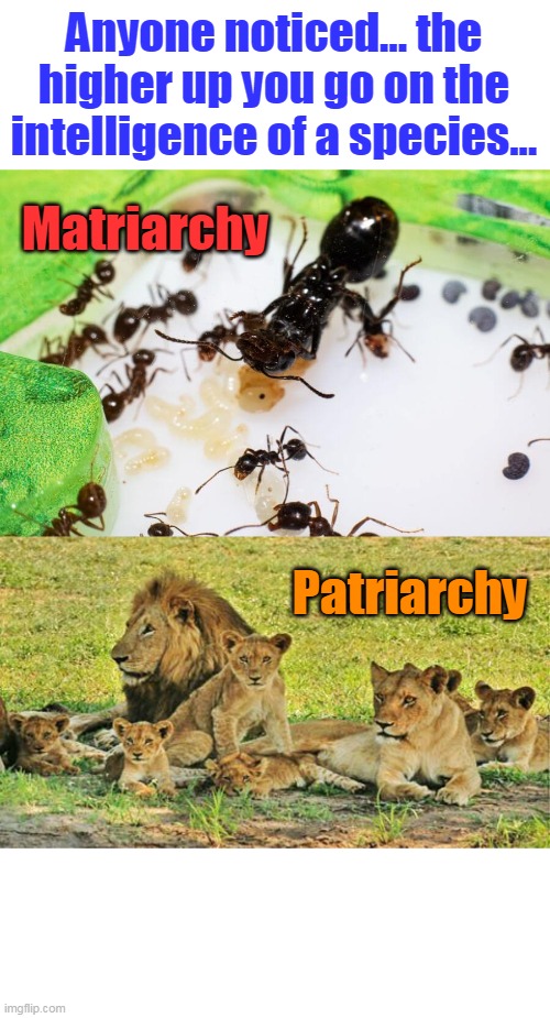 It's only natural... | Anyone noticed... the higher up you go on the intelligence of a species... Matriarchy; Patriarchy | image tagged in patriarchy,matriarchy,left,liberal,dumb,woke | made w/ Imgflip meme maker