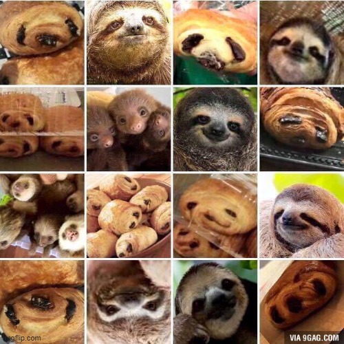 chocolate croissant looks animals | image tagged in memes | made w/ Imgflip meme maker