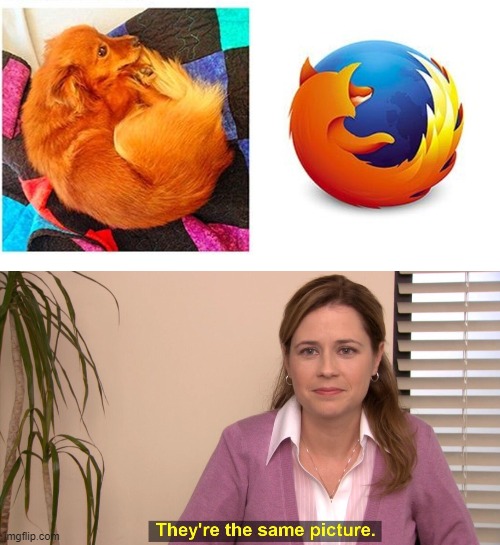 orange dog looks like firefox | image tagged in they're the same picture | made w/ Imgflip meme maker