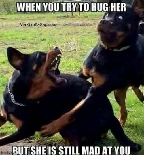 image tagged in dogs | made w/ Imgflip meme maker