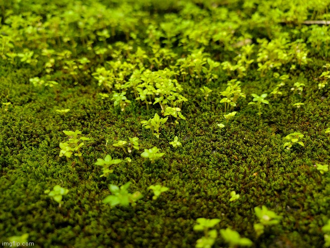 Close up pic of moss - Photo Contest - doom.god_737 | image tagged in moss | made w/ Imgflip meme maker