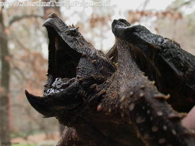 Alligator snapping turtle my beloved | image tagged in alligator snapping turtle | made w/ Imgflip meme maker