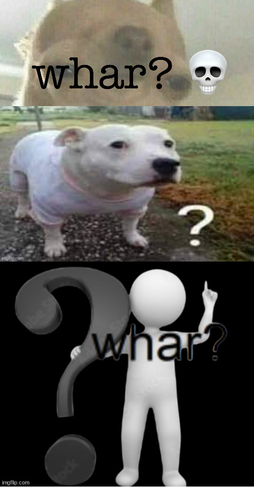 image tagged in whar,dog question mark | made w/ Imgflip meme maker