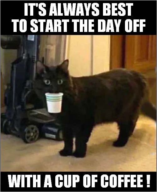 A Cats Wise Words ! | IT'S ALWAYS BEST TO START THE DAY OFF; WITH A CUP OF COFFEE ! | image tagged in cats,mornings,coffee | made w/ Imgflip meme maker