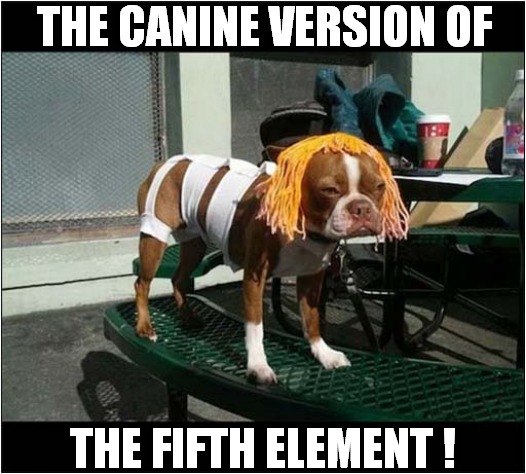 She's Perfect ! | THE CANINE VERSION OF; THE FIFTH ELEMENT ! | image tagged in dogs,fifth element,costume,perfect | made w/ Imgflip meme maker