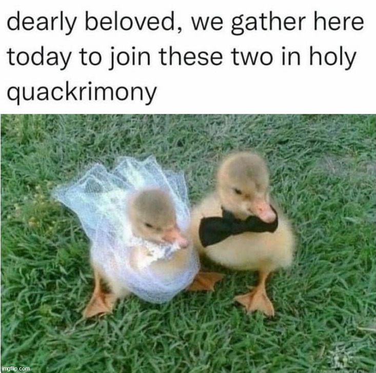 image tagged in ducks,marriage | made w/ Imgflip meme maker
