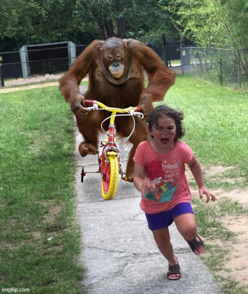 Orangutan chasing girl on a tricycle | image tagged in orangutan chasing girl on a tricycle | made w/ Imgflip meme maker