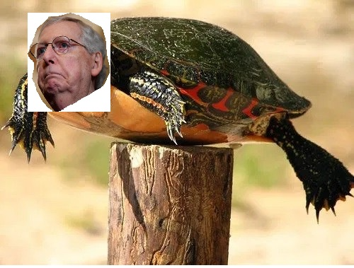 High Quality McTurtle Blank Meme Template