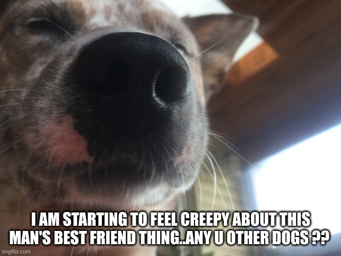 Mario1 | I AM STARTING TO FEEL CREEPY ABOUT THIS MAN'S BEST FRIEND THING..ANY U OTHER DOGS ?? | image tagged in dog,funny dog,dog selfie,cute dog,advice dog | made w/ Imgflip meme maker