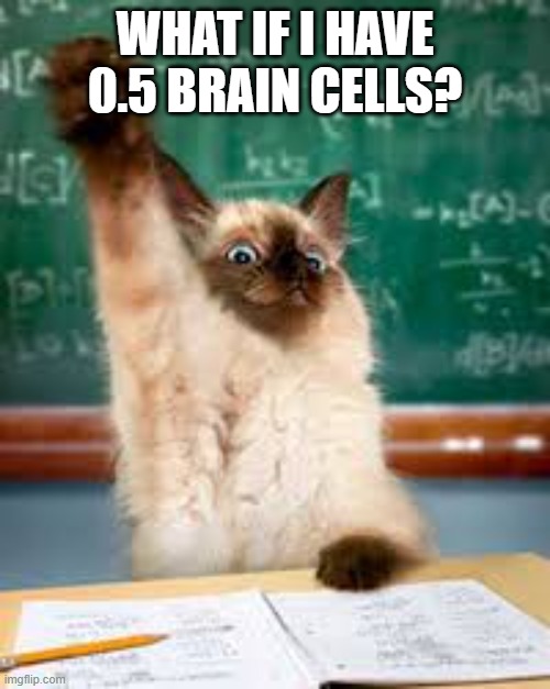 Raised hand cat | WHAT IF I HAVE 0.5 BRAIN CELLS? | image tagged in raised hand cat | made w/ Imgflip meme maker