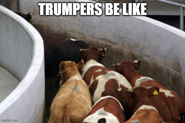 trumpers be like | TRUMPERS BE LIKE | image tagged in donald trump,fox news | made w/ Imgflip meme maker