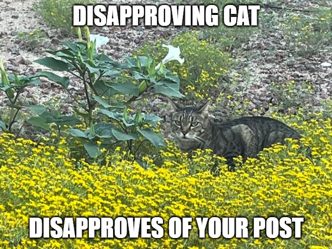 disapproving cat | DISAPPROVING CAT; DISAPPROVES OF YOUR POST | image tagged in cats,disapproving cat | made w/ Imgflip meme maker