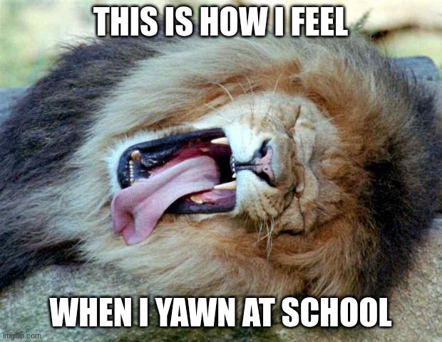 ...sleepy kitty... | THIS IS HOW I FEEL; WHEN I YAWN AT SCHOOL | image tagged in lion yawning,school,sleepy | made w/ Imgflip meme maker