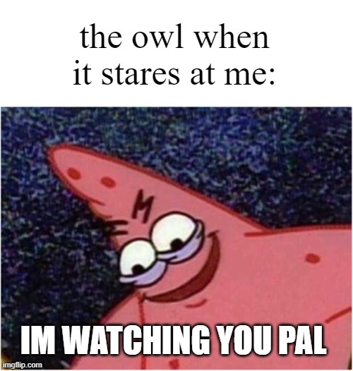 Owl staring at people be like: | the owl when it stares at me:; IM WATCHING YOU PAL | image tagged in savage patrick | made w/ Imgflip meme maker