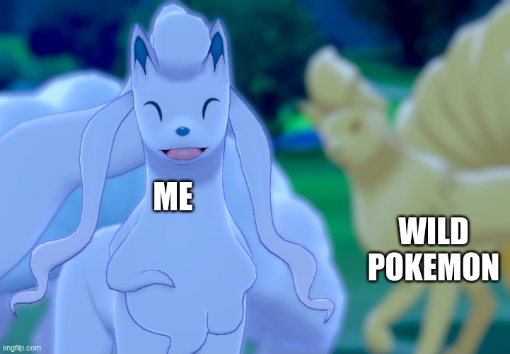 meanwhile... | ME; WILD POKEMON | image tagged in unaware alolan ninetales | made w/ Imgflip meme maker