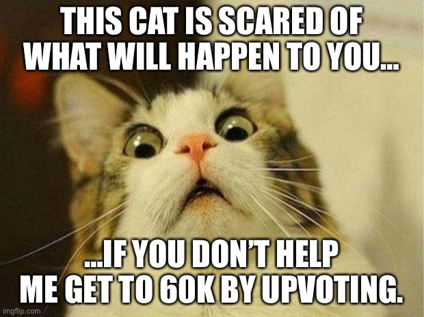 UPVOTE NOW |  THIS CAT IS SCARED OF WHAT WILL HAPPEN TO YOU…; …IF YOU DON’T HELP ME GET TO 60K BY UPVOTING. | image tagged in memes,scared cat | made w/ Imgflip meme maker