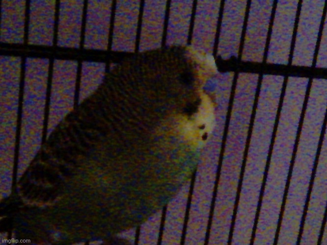 Say hello to Sky | image tagged in birb,cute baby | made w/ Imgflip meme maker