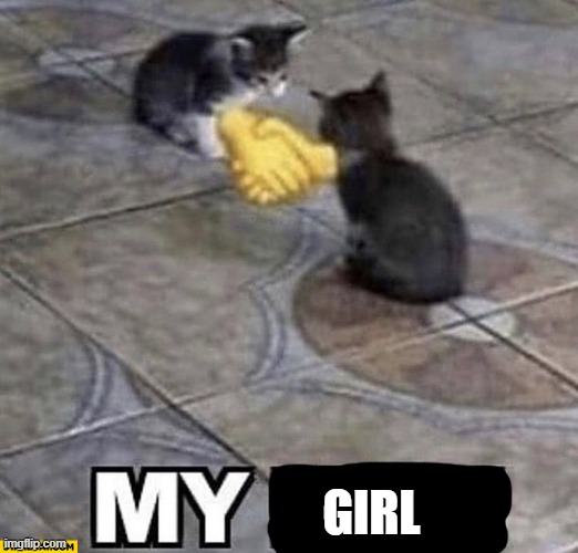 Cats shaking hands | GIRL | image tagged in cats shaking hands | made w/ Imgflip meme maker