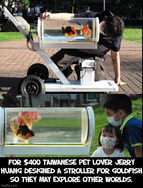 How much do you REALLY love your pets?! | FOR $400 TAIWANESE PET LOVER JERRY
HUANG DESIGNED A STROLLER FOR GOLDFISH
SO THEY MAY EXPLORE OTHER WORLDS. | image tagged in vince vance,aquarium,goldfish,taiwan,memes,pet lover | made w/ Imgflip meme maker