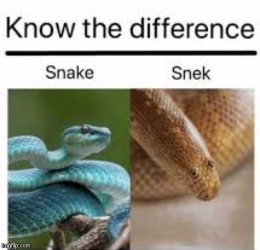 know the difference, yall! | image tagged in snek | made w/ Imgflip meme maker