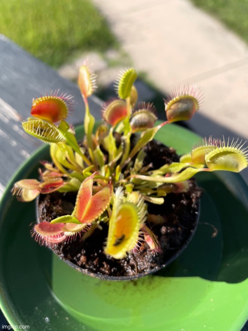 Looks like my penus flytrap caught som shit | made w/ Imgflip meme maker