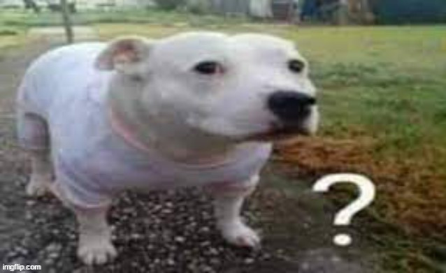 Dog question mark | image tagged in dog question mark | made w/ Imgflip meme maker
