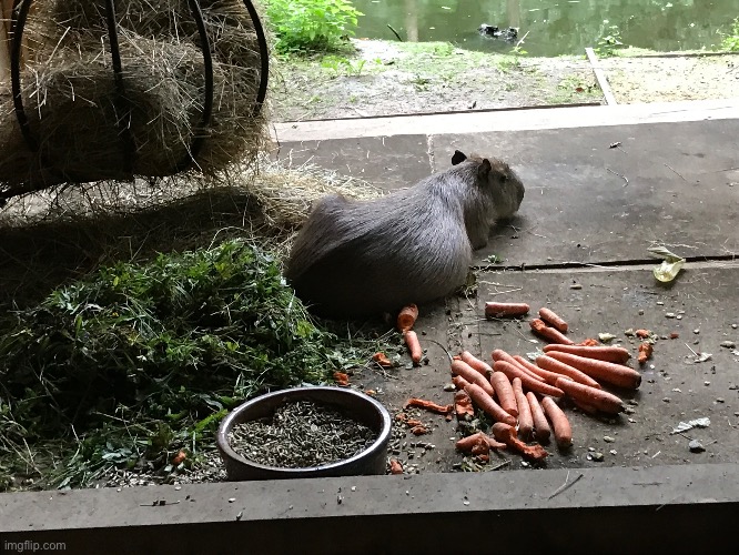 capybara bro chilling | made w/ Imgflip meme maker