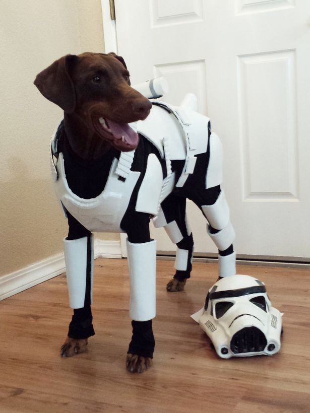 High Quality Stormtrooper Dog Blank Meme Template