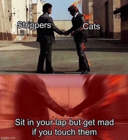 Kinda dark | image tagged in cats,strippers,mad | made w/ Imgflip meme maker