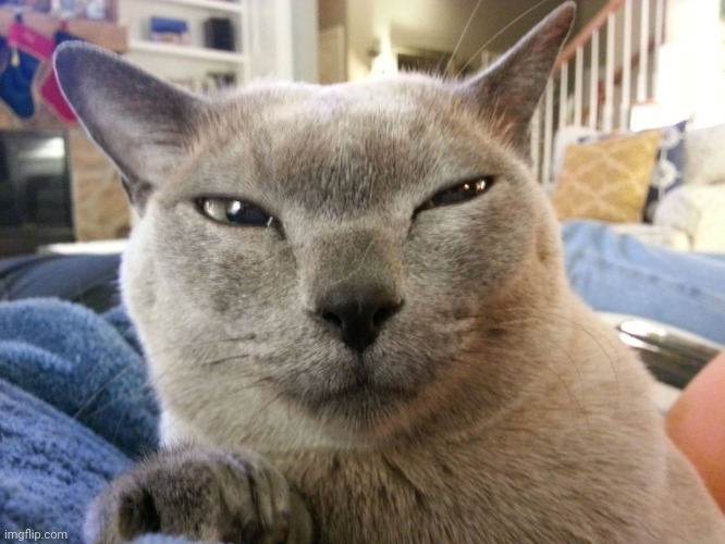 Skeptical cat | image tagged in skeptical cat | made w/ Imgflip meme maker