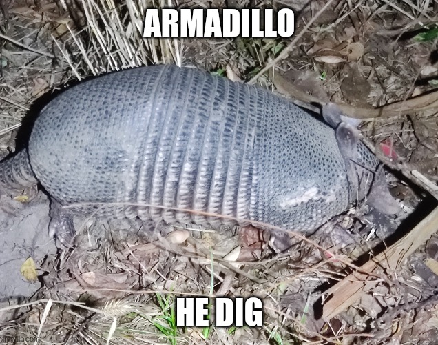 He dig (somebody in the comments is gonna say it's a female) | ARMADILLO; HE DIG | made w/ Imgflip meme maker