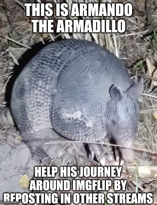 There's nothing saying I can't do reposts | THIS IS ARMANDO THE ARMADILLO; HELP HIS JOURNEY AROUND IMGFLIP BY REPOSTING IN OTHER STREAMS | made w/ Imgflip meme maker