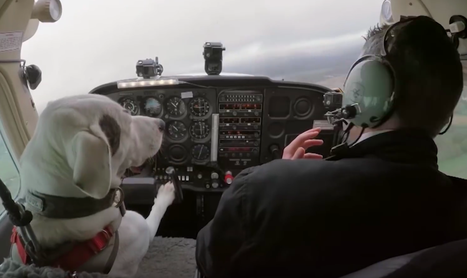 Dog pilot Blank Meme Template