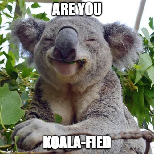 Koalafied | ARE YOU; KOALA-FIED | image tagged in smiling koala | made w/ Imgflip meme maker