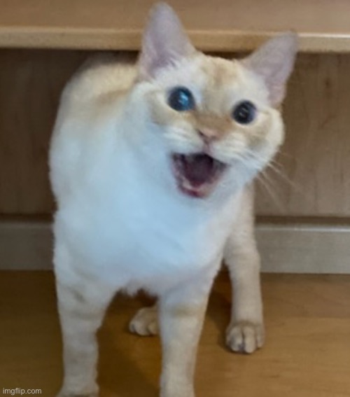 frankie | image tagged in cat,happy cat,wow | made w/ Imgflip meme maker