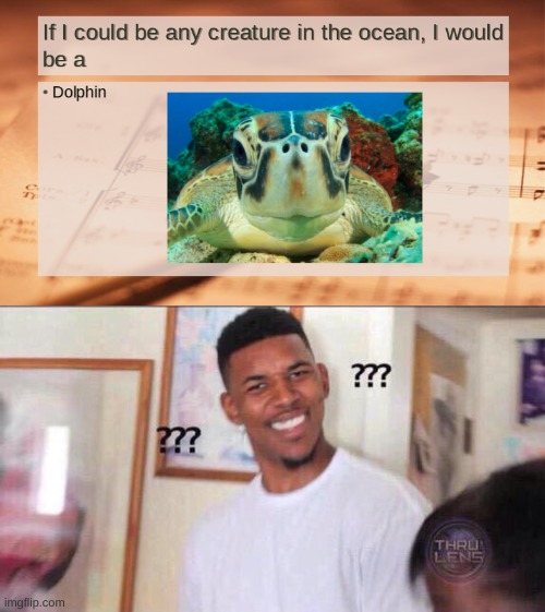 No title needed | image tagged in black guy confused,turtle,dolphin,choices | made w/ Imgflip meme maker