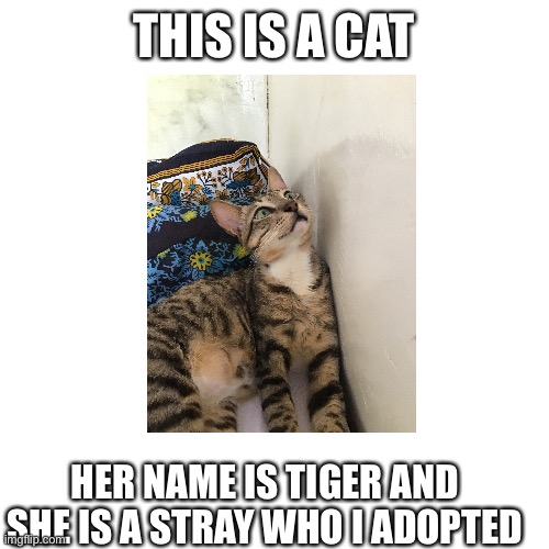 Tiger | THIS IS A CAT; HER NAME IS TIGER AND SHE IS A STRAY WHO I ADOPTED | image tagged in cats,cat | made w/ Imgflip meme maker