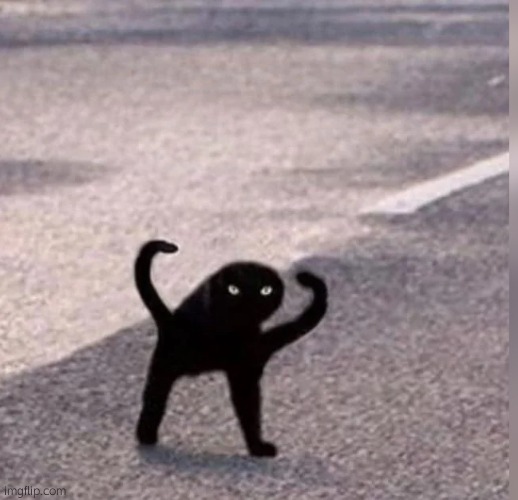 Cursed Cat | image tagged in cursed cat | made w/ Imgflip meme maker