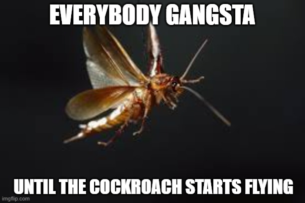 Everybodygangsta | EVERYBODY GANGSTA; UNTIL THE COCKROACH STARTS FLYING | image tagged in cockroach | made w/ Imgflip meme maker