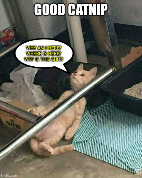 Existential crisis mode | GOOD CATNIP; WHY AM I HERE? WHERE IS HERE? WTF IS THIS SHIT? | image tagged in existence,existentialism,cats | made w/ Imgflip meme maker